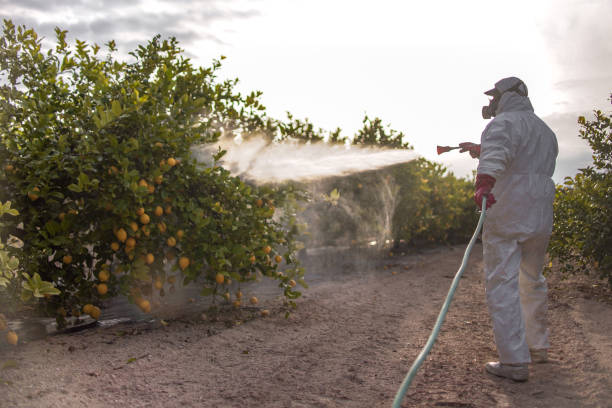 Best Bed Bug Extermination  in Dixon, IL