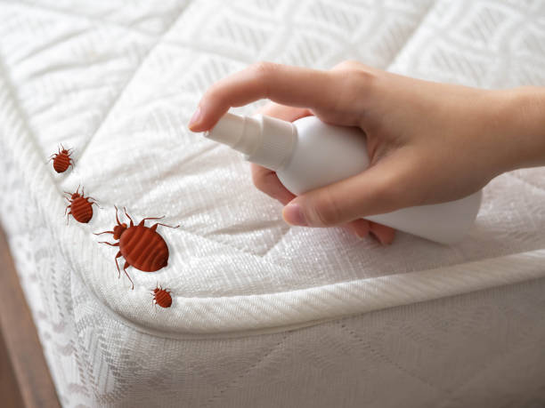 Trusted Dixon, IL Pest Control Experts
