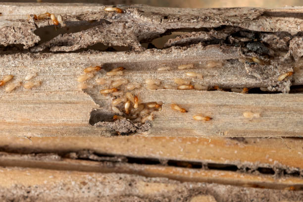 Best Ant Control Services  in Dixon, IL